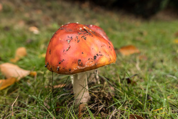 mushroom with smooth red cap on the green grassy ground