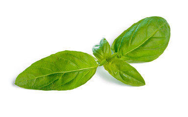 Basil leaves isolated on white background close up