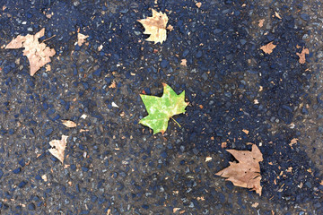 Green leaf on asphalt background. Autumn background, copy space.