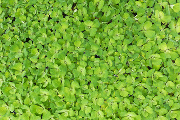 Top view water lettuce leaf for nature background and texture, Green plant top view for backdrop