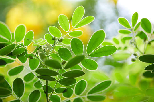Lovely plant leaves, closeup
