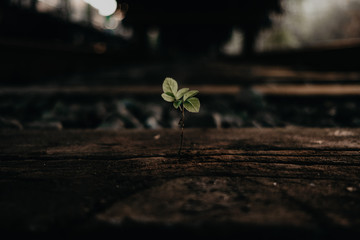sprout growing from an old railway