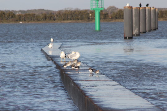 Go&eacute;land bord de mer