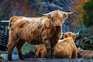 Tuinposter Schotse hooglander Jonge Koe