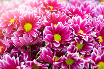 close up of pink chrysanthemums flowers