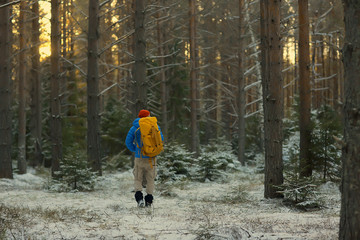 tourist in the winter forest / the guy travels against the backdrop of a winter landscape with forest, snow and trees