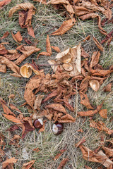 Chestnut lying on the ground and dry leaves.