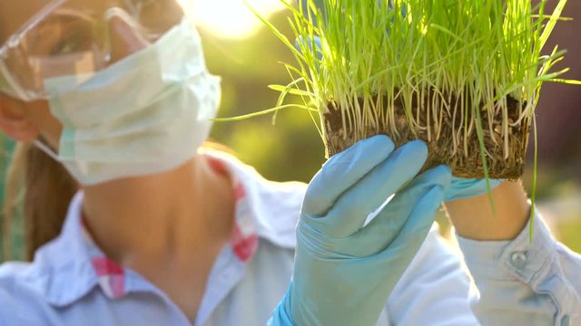 Woman scientist in goggles and a mask examines a sample of soil and plants