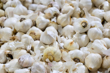Fresh white garlic