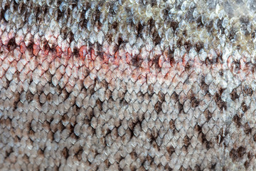 Scales on trout fish as abstract background