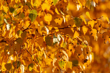 Leaves on a tree in autumn as a background