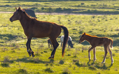 Naklejka na ściany i meble Horses graze in the steppe of Kazakhstan in spring