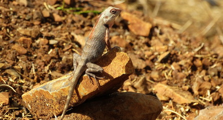 Oriental garden lizard