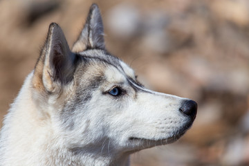 Portrait of a husky dog in nature