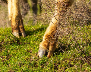 Cow hooves on the grass in spring