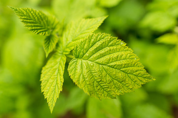 Beautiful green leaves on raspberries in nature