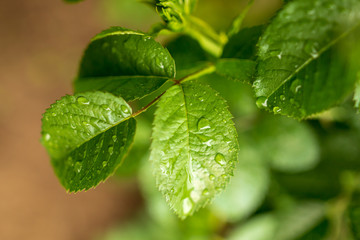 Beautiful green leaves on a tree branch