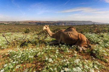 Beautiful camel in the spring