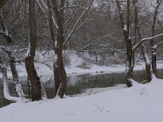 ducks winter on thin ice on a winter river.