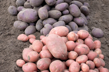 pink potatoes and black are on the ground