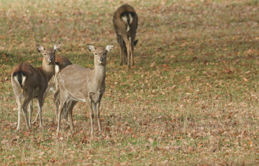 Naklejka na ściany i meble A group of female Manchurian Sika Deer or Dybowski's Sika Deer (Cervus nippon mantchuricus or Cervus nippon dybowskii) grazing in a meadow in autumn. 