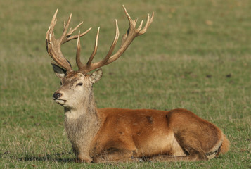 Naklejka na ściany i meble A large Red Deer (Cervus elaphus) resting in a meadow during rutting season. 