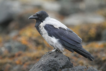 A Hooded Crow (Corvus cornix) standing on a rock at the edge of the sea.