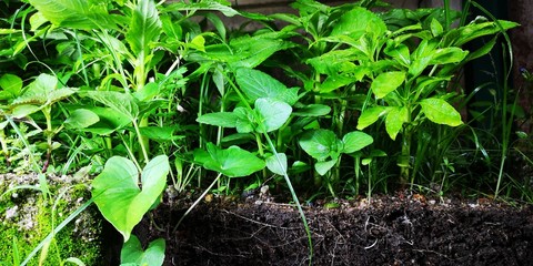 Garden Balsam (Impatiens balsamina). Images taken at night.  Also known as: jewelweed, rose balsam, spotted snapweed, touch-me-not. With soil cutaway to show root system.