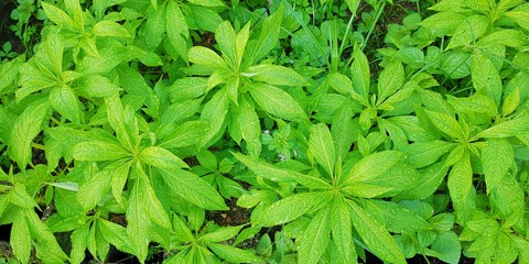 Garden Balsam (Impatiens balsamina). Images taken at night.  Also known as: jewelweed, rose balsam, spotted snapweed, touch-me-not