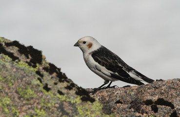 A male Snow Bunting (Plectrophenax nivalis) in summer plumage perching on a rock, high in the Scottish mountains.	