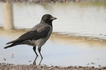A Hooded Crow (Corvus cornix) standing in a puddle in Scotland.