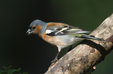 A stunning male Chaffinch (Fringilla coelebs) perching on a branch of a tree in woodland.