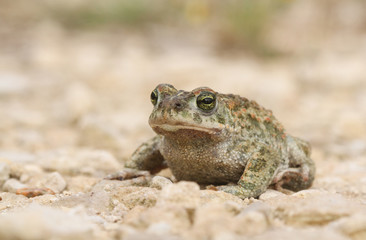 A magnificent Natterjack Toad (Bufo Epidalea calamita). A very rare Amphibian in the U.K.