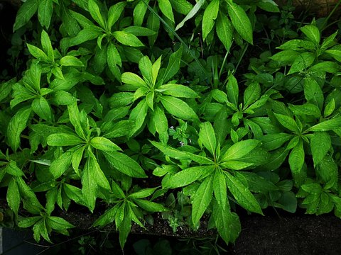 Garden Balsam (Impatiens balsamina). Images taken at night.  Also known as: jewelweed, rose balsam, spotted snapweed, touch-me-not