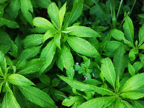 Garden Balsam (Impatiens balsamina). Images taken at night.  Also known as: jewelweed, rose balsam, spotted snapweed, touch-me-not