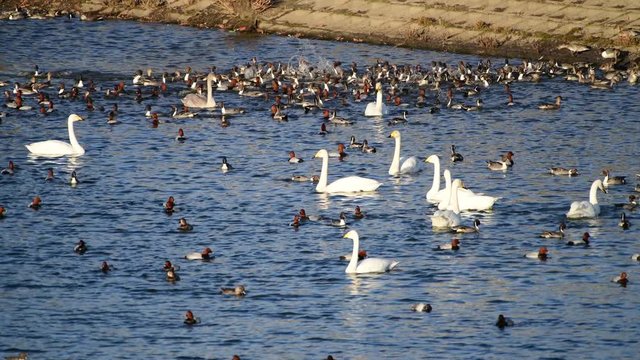 にぎやかに飛び立っては着水するオナガガモたち、ホシハジロ、オオハクチョウ、2018年12月