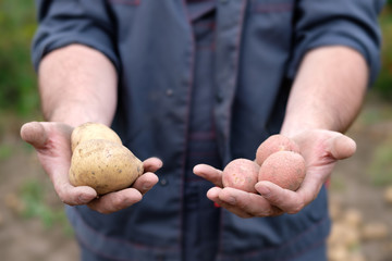 hands offer white and red potatoes