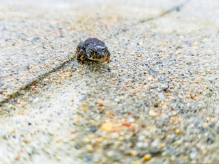 Tiny Toad