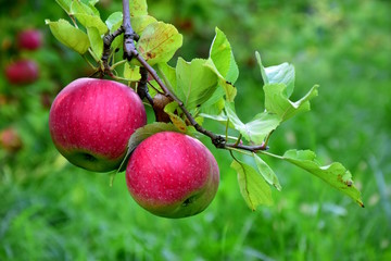 Zwei reife saftige Äpfel hängen an einem Ast, freigestellt vor grünen Hintergrund