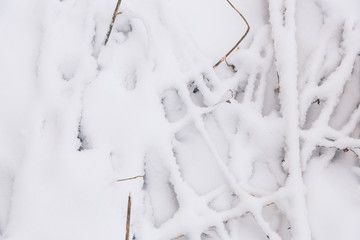 Snow background. Grass and reeds under the snow powder winter texture.