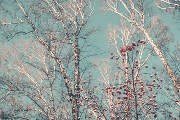Rowan and birch against the blue sky