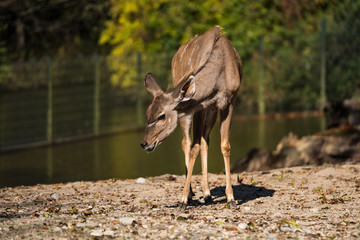 Kudu - Tragelaphus strepsiceros