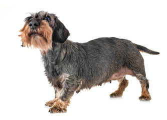 senior dachshund in studio