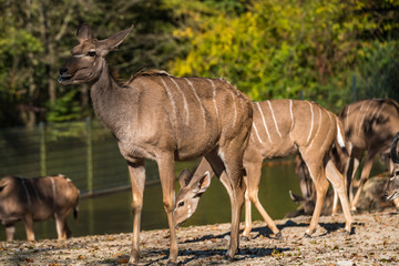 Obraz na płótnie Canvas Kudu - Tragelaphus strepsiceros