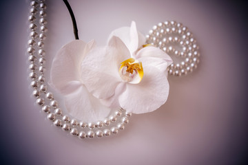     pearl and white orchid on a white glas 