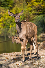 Kudu - Tragelaphus strepsiceros