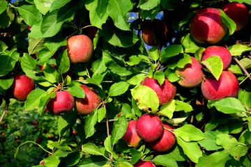 Viel rote Äpfel, Apfelbaum, Erntezeit, Herbstzeit