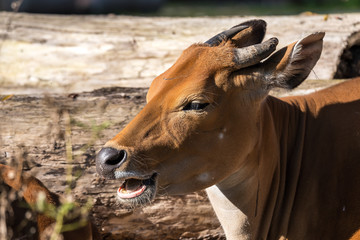 Banteng - Bos javanicus