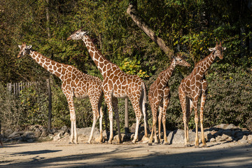 Giraffe - Giraffa camelopardalis