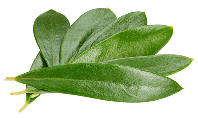 Olive leaves isolated on white